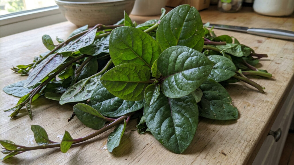Essa trepadeira vigorosa produz folhas carnudas comestíveis na horta e substitui o espinafre comum com alto valor nutricional