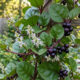 Essa trepadeira vigorosa produz folhas carnudas comestíveis na horta e substitui o espinafre comum com alto valor nutricional