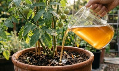 Regar as raízes do tomateiro com infusão de casca de cebola: o tônico caseiro rico em potássio para colher frutos firmes e saudáveis