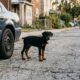 Filhote de Doberman é encontrado sozinho e sem ninguém por perto, até que uma família muda completamente o seu destino