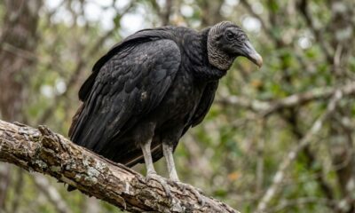 Muita gente chama o urubu de animal sujo, mas poucos sabem o papel que ele desempenha ao retirar carcaças do ambiente e ajudar a reduzir matéria orgânica em decomposição