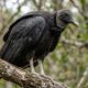 Muita gente chama o urubu de animal sujo, mas poucos sabem o papel que ele desempenha ao retirar carcaças do ambiente e ajudar a reduzir matéria orgânica em decomposição