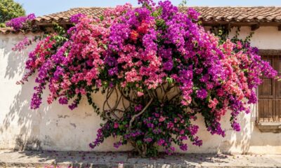 Especialistas em jardinagem explicam: para a primavera render mais flores, ela precisa de bastante luz e regas equilibradas, sem deixar o solo encharcado