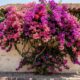 Especialistas em jardinagem explicam: para a primavera render mais flores, ela precisa de bastante luz e regas equilibradas, sem deixar o solo encharcado