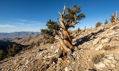 Um pinheiro de quase 5 mil anos continua vivo na Califórnia e surpreende cientistas por ter sobrevivido a mudanças climáticas, civilizações inteiras e milhares de anos de história
