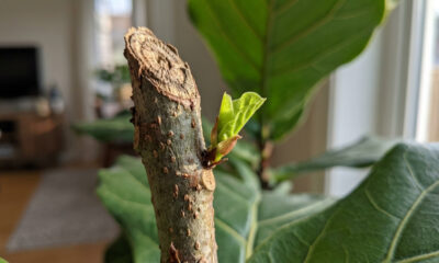 O truque de poda e iluminação simples que faz o Ficus Lyrata acordar e soltar brotações de folhas gigantes no ambiente de sala