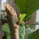 O truque de poda e iluminação simples que faz o Ficus Lyrata acordar e soltar brotações de folhas gigantes no ambiente de sala