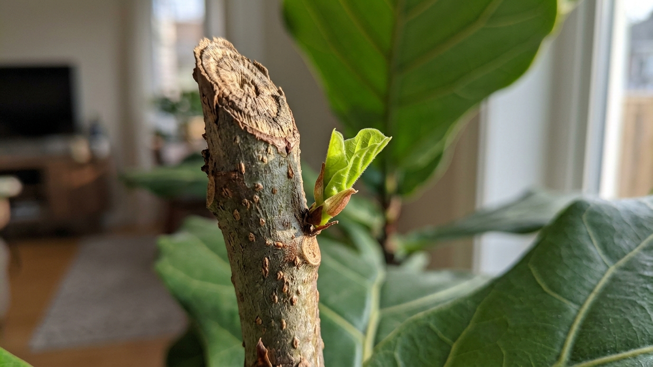 O truque de poda e iluminação simples que faz o Ficus Lyrata acordar e soltar brotações de folhas gigantes no ambiente de sala