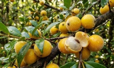 Essa fruta brasileira é pouco conhecida, parece uma jabuticaba amarela, tem a 'casca cabeludinha' e pode ser plantada no quintal de casa
