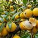 Essa fruta brasileira é pouco conhecida, parece uma jabuticaba amarela, tem a 'casca cabeludinha' e pode ser plantada no quintal de casa