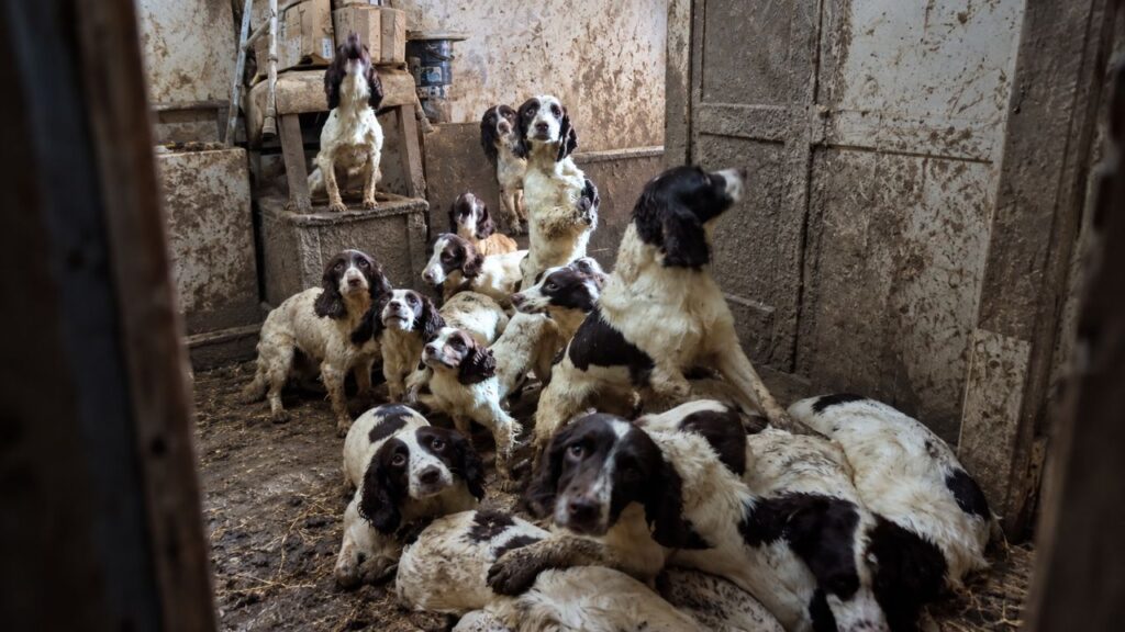 Equipes de resgate chegam para uma simples verificação de bem-estar e encontram 84 spaniels enfileirados no local, todos esperando por ajuda