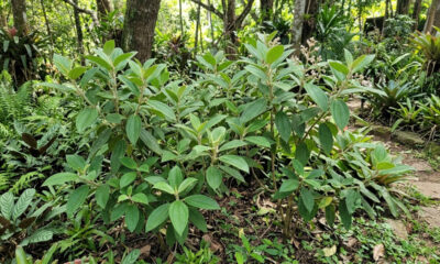 Essa planta medicinal rústica suporta o sol escaldante do meio-dia no canteiro sem murchar e exige pouquíssima rega no quintal
