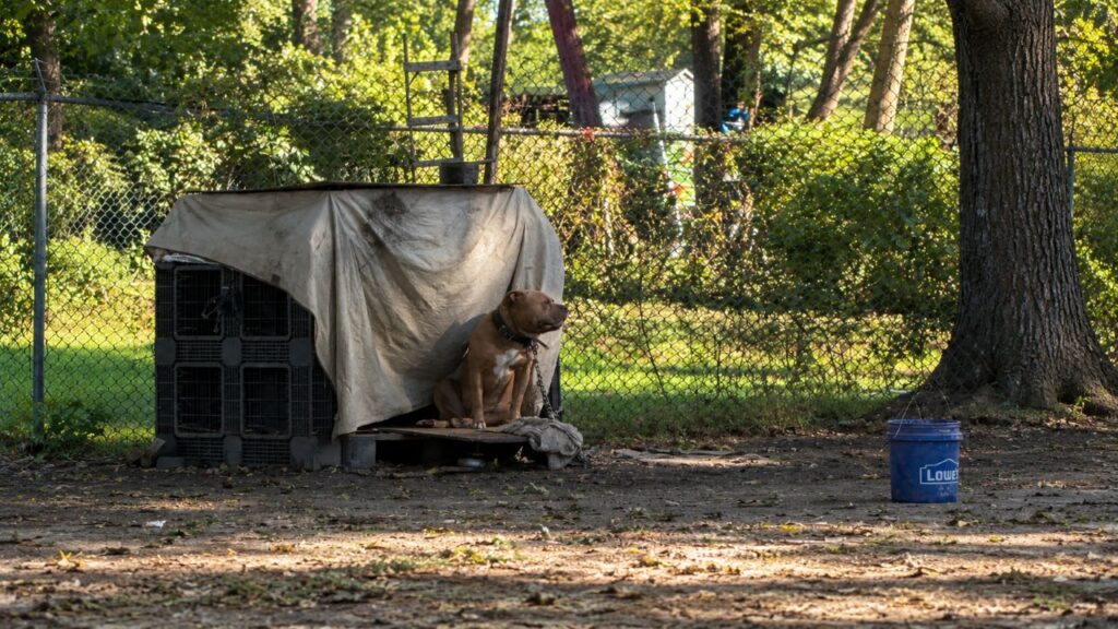 Cão gigante vive preso a uma corrente pesada, mas surpreende os socorristas com uma reação emocionante quando finalmente é libertado