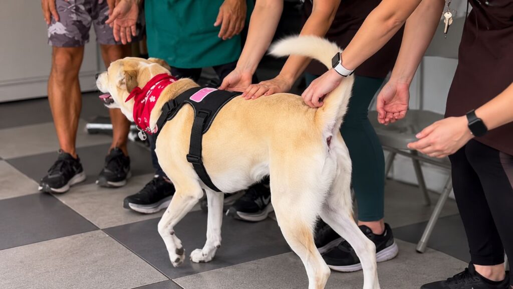 Cachorro passou anos em abrigo sem ser adotado por ser grande demais, mas finalmente ganha uma chance de ter uma família e recebe uma festa especial que emociona a todos