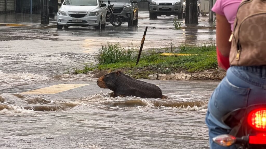 Motorista vê capivara sozinha na chuva e pensa em resgatá-la, mas percebe algo inesperado ao chegar mais perto