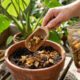 O segredo da casca de banana com canela: o adubo caseiro potente que faz qualquer planta produzir flores em poucas semanas