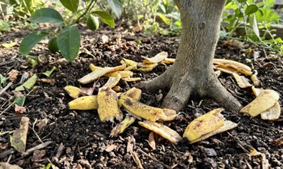 Enterrar cascas de banana ao pé do limoeiro: para que serve a mistura e por que muitos jardineiros juram que ela ajuda na floração