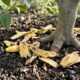 Enterrar cascas de banana ao pé do limoeiro: para que serve a mistura e por que muitos jardineiros juram que ela ajuda na floração