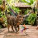 Especialistas explicam: “O ‘pspsps’ pode não ser apenas um chamado curioso para os gatos, mas um som que se destaca do ambiente e desperta rapidamente a atenção”