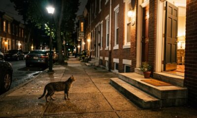 Gatinho minúsculo corre até casal que passeava com o cachorro e começa a miar desesperadamente por ajuda