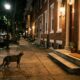 Gatinho minúsculo corre até casal que passeava com o cachorro e começa a miar desesperadamente por ajuda