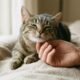 Especialistas em comportamento animal explicam: “A pessoa favorita de um gato costuma ser aquela que respeita seus limites, não força carinho e deixa que ele escolha quando se aproximar”