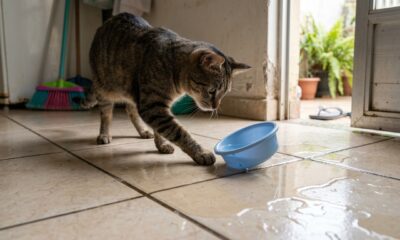 Veterinários explicam: se o gato derruba a água do pote antes de beber, pode não ser apenas brincadeira, mas uma preferência pela forma como a água é oferecida, e trocar o recipiente pode ajudar