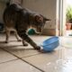 Veterinários explicam: se o gato derruba a água do pote antes de beber, pode não ser apenas brincadeira, mas uma preferência pela forma como a água é oferecida, e trocar o recipiente pode ajudar
