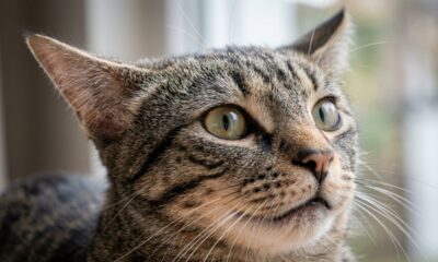 Especialistas em comportamento animal explicam: “Quando o gato coloca as orelhas para os lados, como asas de avião, ele pode não estar apenas fazendo uma expressão engraçada, mas demonstrando medo, irritação ou desconforto”
