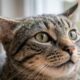 Especialistas em comportamento animal explicam: “Quando o gato coloca as orelhas para os lados, como asas de avião, ele pode não estar apenas fazendo uma expressão engraçada, mas demonstrando medo, irritação ou desconforto”