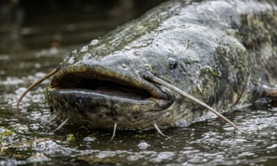 Pescador captura peixe gigante de 2,92 metros e precisa de mais de meia hora para retirar da água o gigante de uma espécie que pode pesar até 150 kg
