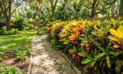 Cerca-viva de cróton-brasileiro no sol pleno: como misturar variedades coloridas para criar um muro verde e vibrante no quintal