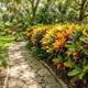 Cerca-viva de cróton-brasileiro no sol pleno: como misturar variedades coloridas para criar um muro verde e vibrante no quintal
