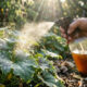Chá de casca de jatobá fervida nas plantas: para que serve o potente antifúngico caseiro que trava o avanço do mofo-cinzento
