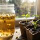 A infusão de flores calmantes que borrifada na terra elimina fungos de raiz e evita a morte precoce de mudas jovens no canteiro