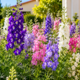 Viveiristas recomendam esta planta para quem quer um jardim sempre florido: ela pode florescer por 180 dias e precisa de poucos cuidados