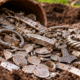Morador cavava o próprio jardim para construir um terraço quando encontrou 18,5 kg de prata viking enterrados havia séculos e revelou uma descoberta arqueológica extraordinária