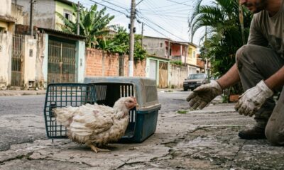 Galinha escapa com vida de ritual religioso e surpreende ao fazer um som que poucas pessoas imaginam ouvir de uma ave