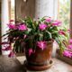 Jardineiros experientes explicam por que o cacto-de-natal pode passar meses sem flores e cuidados que ajudam a preparar a planta para uma floração mais abundante