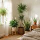 Essas 5 plantas indestrutíveis sobrevivem com pouca luz e foram eleitas por jardineiros as melhores opções para purificar o ar do quarto
