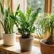 Essas 5 plantas de vaso sobrevivem até 30 dias sem uma única gota de água e foram eleitas as melhores escolhas para quem viaja muito