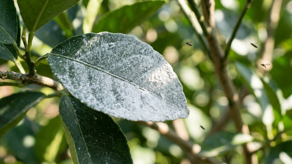 Película de argila caulim pulverizada nas folhas: o escudo mineral que protege o pomar contra queimaduras de sol e repele o ataque de insetos