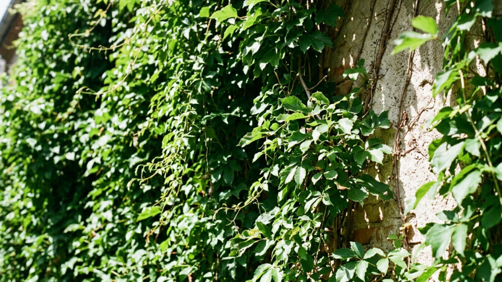Cultivar essa cobertura vegetal na fachada externa funciona como um isolante térmico que derruba a temperatura da parede em até 7°C