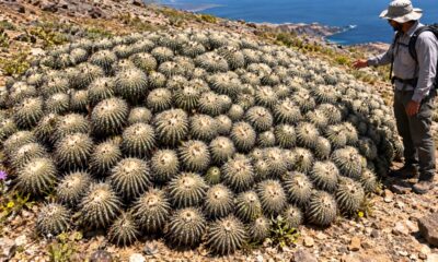 Fotógrafo encontra cacto de 800 anos no deserto do Atacama, e espécie endêmica chama atenção pela sua resistência