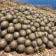 Fotógrafo encontra cacto de 800 anos no deserto do Atacama, e espécie endêmica chama atenção pela sua resistência