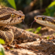 Como distinguir uma víbora de uma cobra sem confundir as espécies: os sinais nos olhos, na cabeça e na cauda que merecem atenção