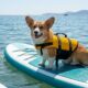 Corgi encontra o lugar perfeito para observar golfinhos saltando no mar e transforma o espetáculo em seu momento favorito do dia