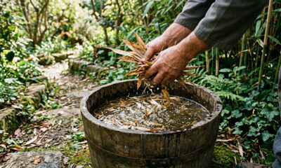 Macerado de folhas de bambu seco na adubação: a fonte pura de sílica solúvel para enrijecer os caules e evitar o tombamento de plantas no vaso