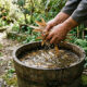 Macerado de folhas de bambu seco na adubação: a fonte pura de sílica solúvel para enrijecer os caules e evitar o tombamento de plantas no vaso