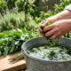 Macerado de folhas de eucalipto para regar a terra: a ação biológica natural que paralisa e elimina nematoides-de-galhas no solo do vaso